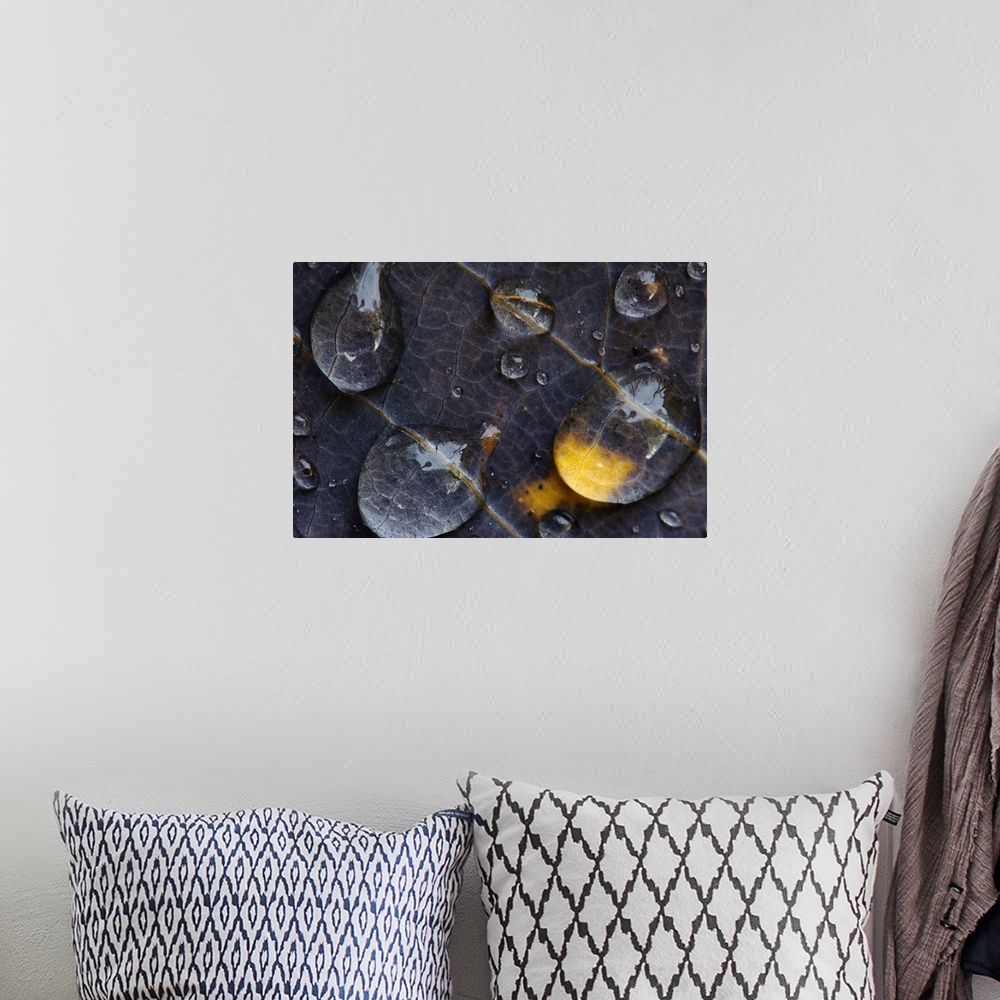 A bohemian room featuring Photograph taken very closely of large water droplets that hang onto a dark leaf.