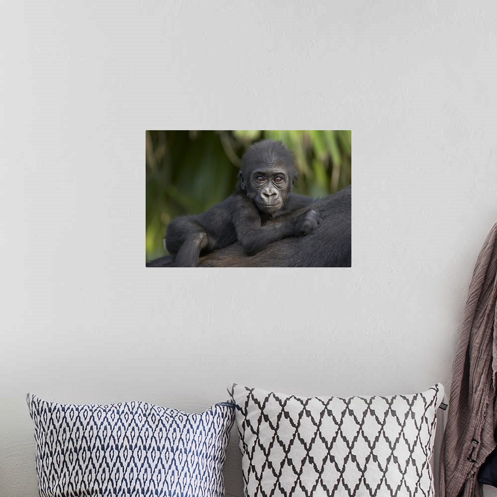 A bohemian room featuring Western Lowland Gorilla baby clinging to mother's back, critically endangered