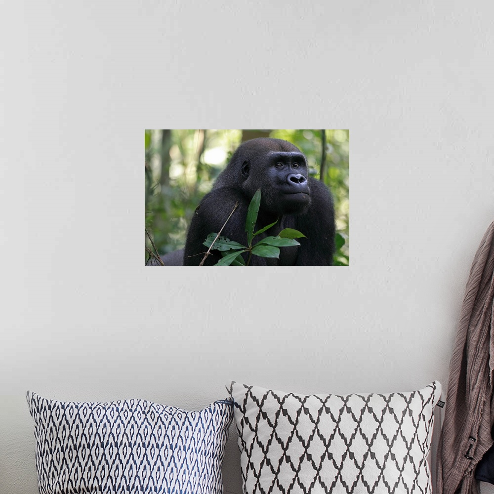 A bohemian room featuring Western lowland gorilla / Gorilla gorilla gorillaTonga, a 15 years old silver back gorilla back t...