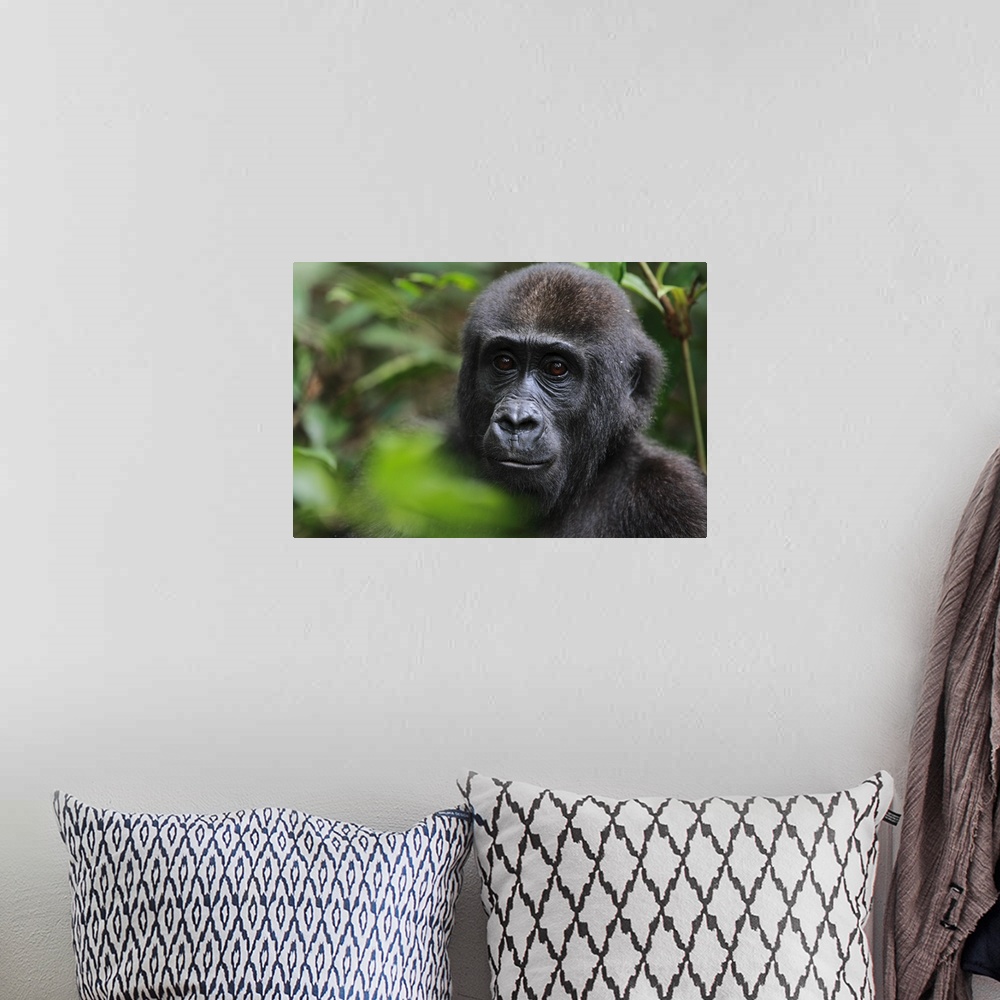 A bohemian room featuring Western lowland gorilla / Gorilla gorilla gorilla5 years old orphan gorilla involved in a reintro...
