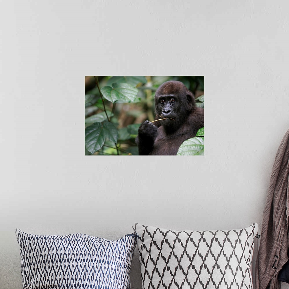 A bohemian room featuring Western lowland gorilla / Gorilla gorilla gorilla5 years old orphan gorilla involved in a reintro...