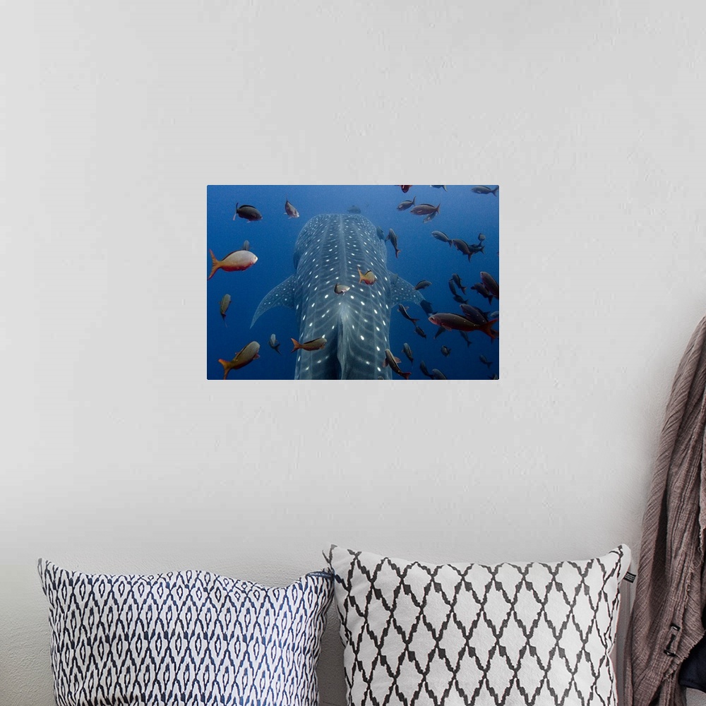 A bohemian room featuring Whale Shark (Rhincodon typus) with PAT (Satellite Tag) (PAT tag means Pop off Archival Tag) These...