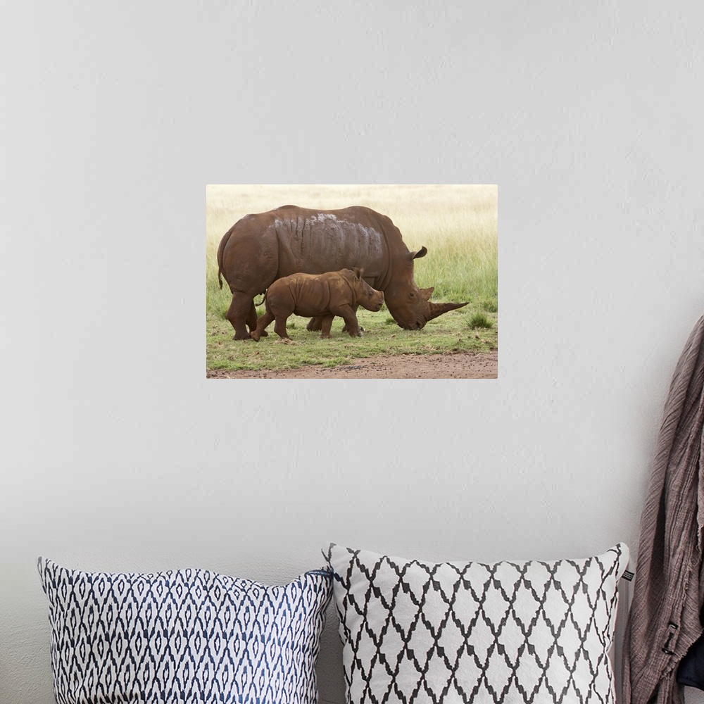 A bohemian room featuring White Rhinoceros (Ceratotherium simum) mother and calf, South Africa