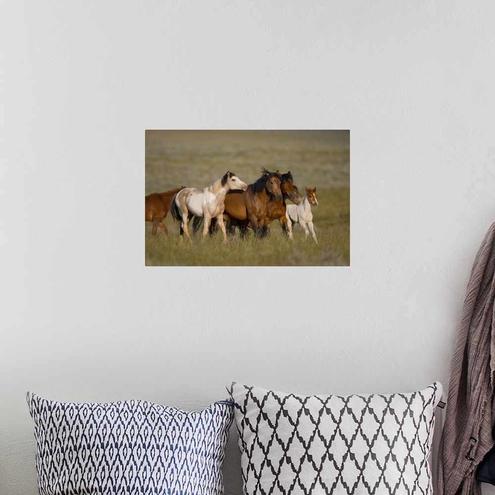 A bohemian room featuring Wild Horse herd running, Wyoming