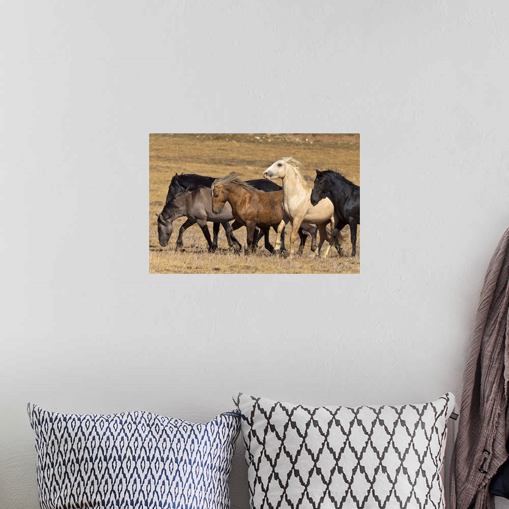 A bohemian room featuring Wild Stallion Herd Pryor Mountain Montana