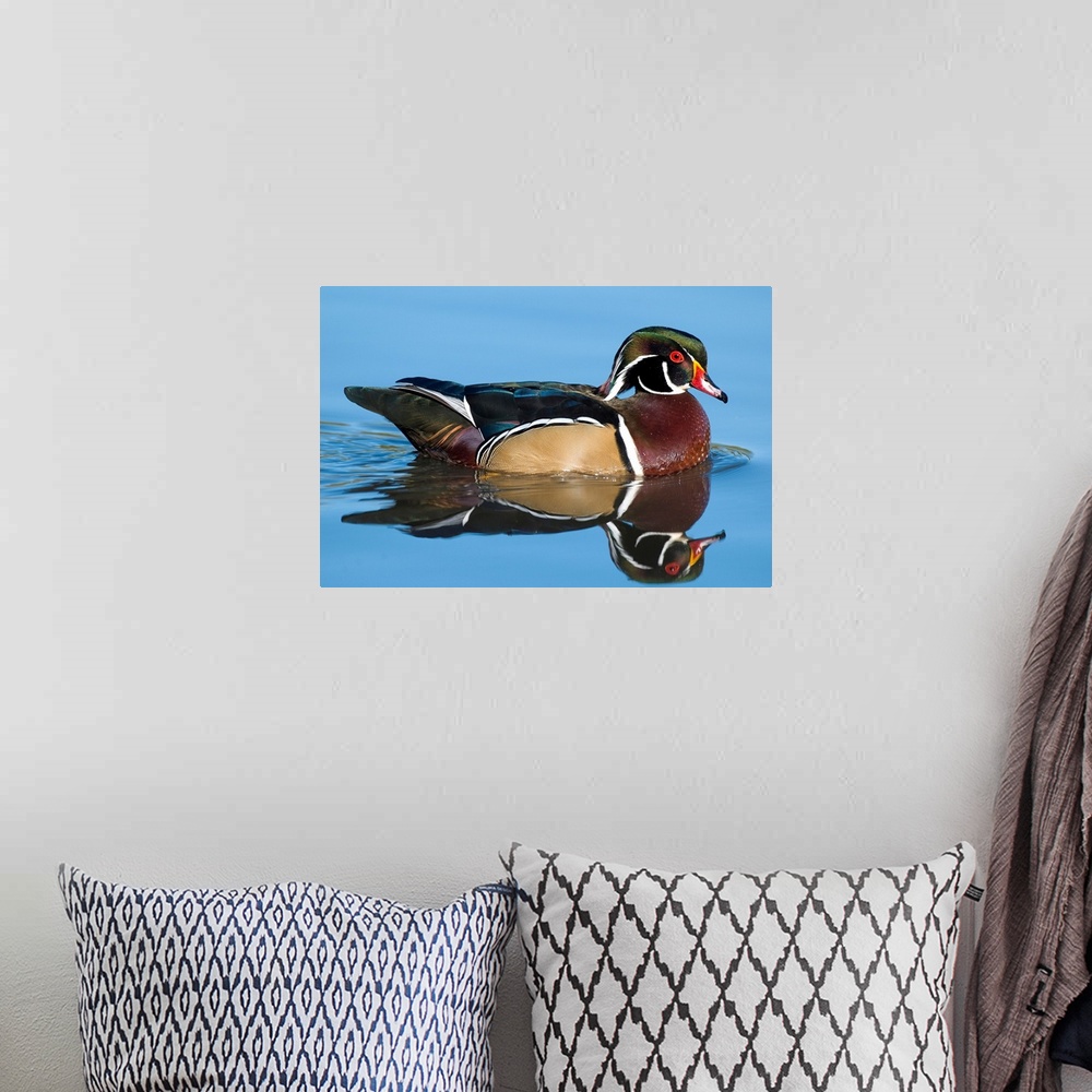 A bohemian room featuring wood duck (Aix sponsa), Reflection, Swimming,  Male, Lapeer State Game Area, MI