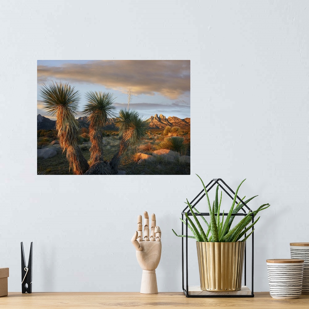 A bohemian room featuring Yucca (Yucca sp) and Organ Mountains near Las Cruces, New Mexico