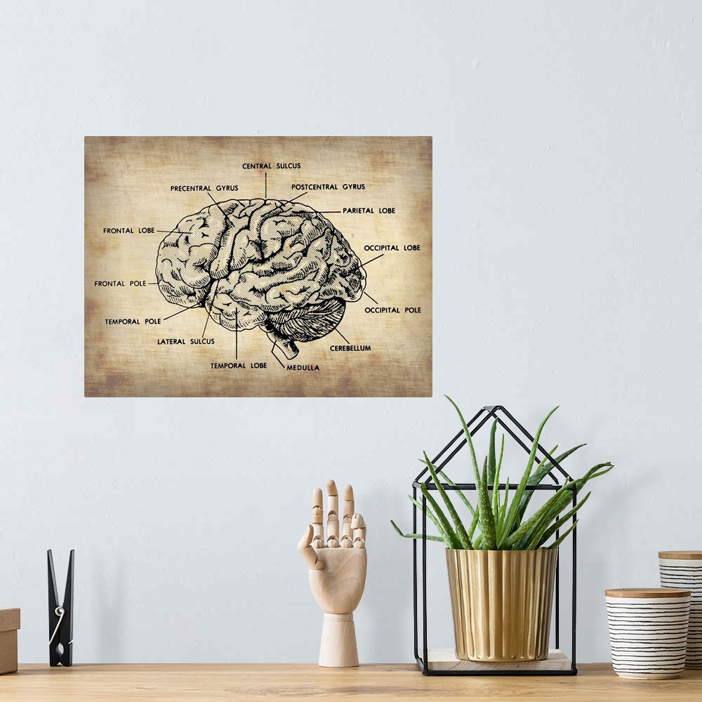 A bohemian room featuring Vintage Brain Map Anatomy, vintage art, vintage prints, old prints, old drawings