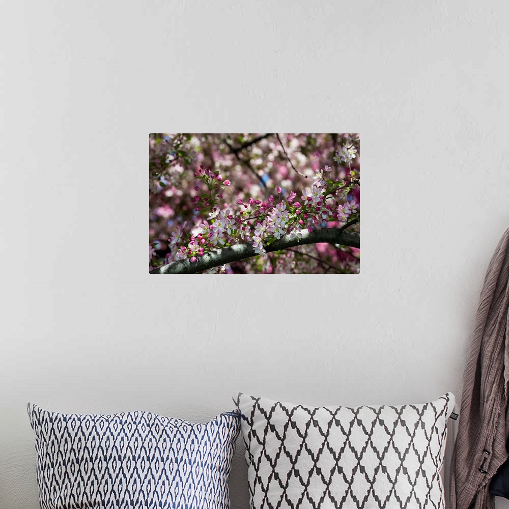 A bohemian room featuring A photograph of a close-up of a tree branch with flowers in bloom.