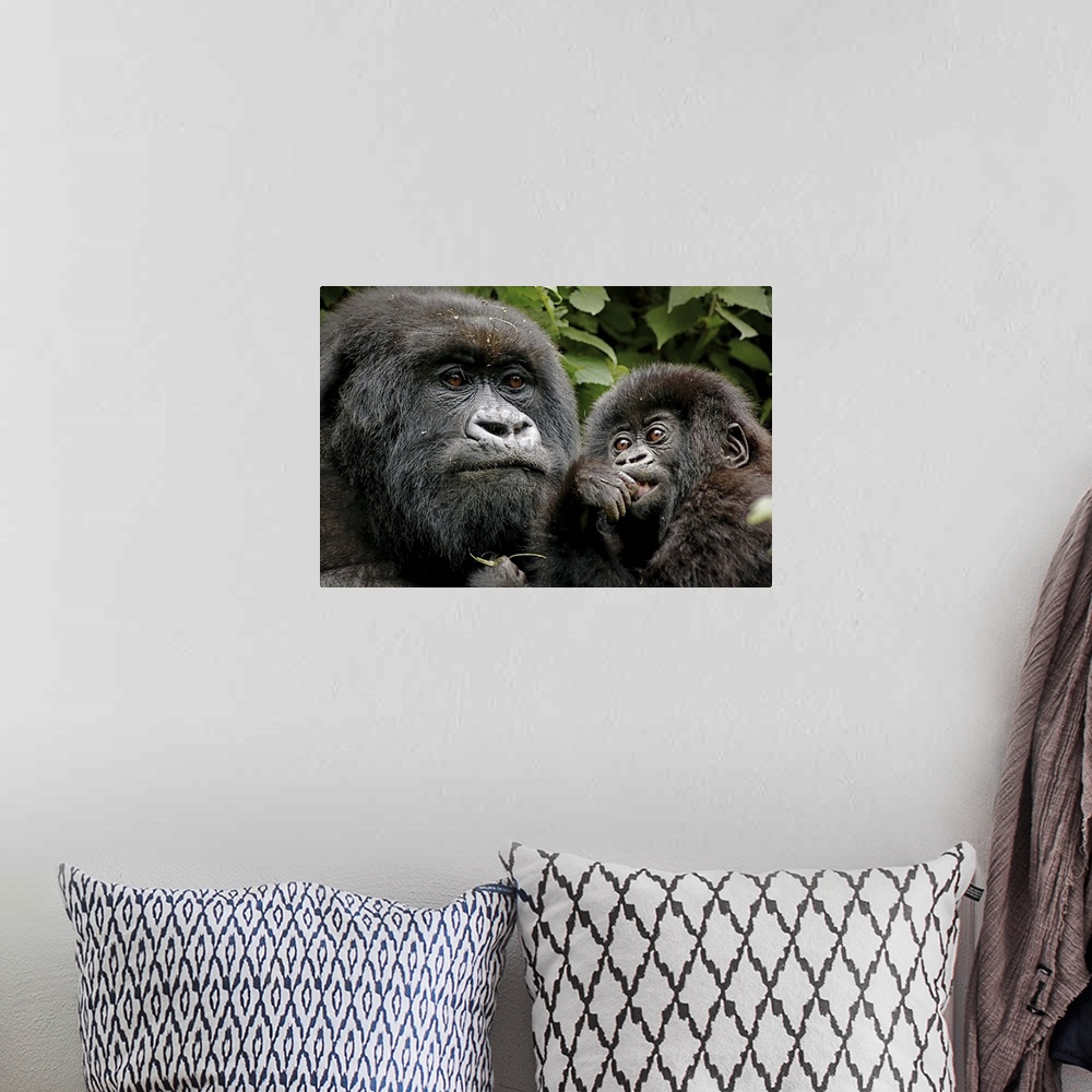 A bohemian room featuring A photograph of a mother gorilla holding her baby.