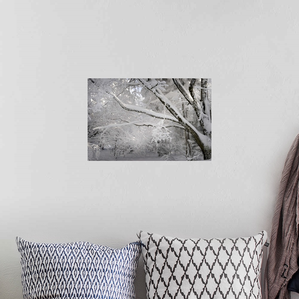 A bohemian room featuring A photograph of a forest covered in fresh snowfall.