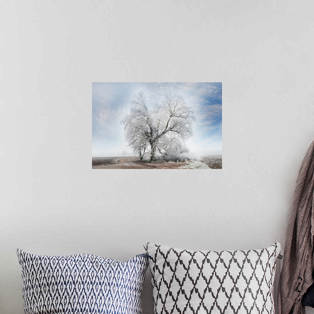 A bohemian room featuring Photograph of a dirt road winding next to a large snow covered tree in the middle of no where.