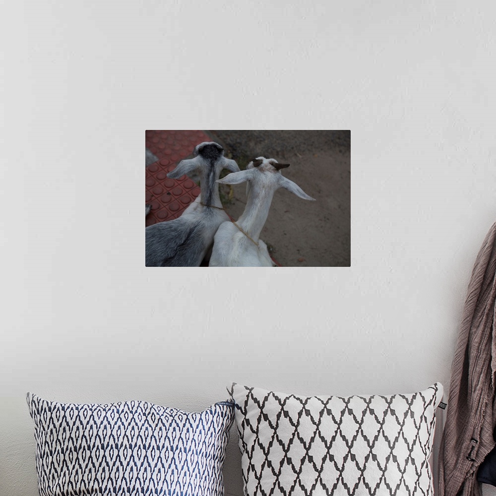 A bohemian room featuring Photograph looking down at two goats named Anthony and Cleopatra, from the backside.