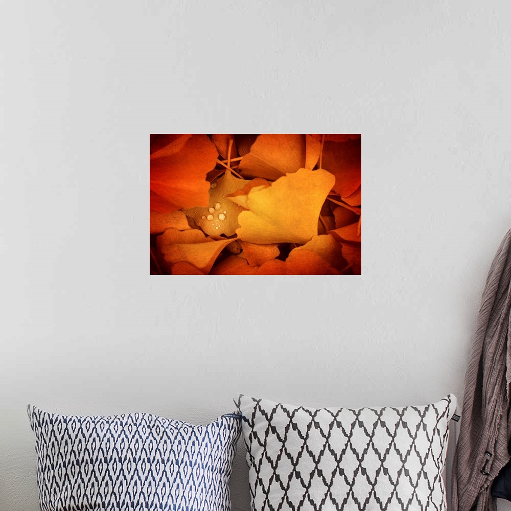 A bohemian room featuring Artistic photo of fallen ginkgo leaves in autumn with small dew drops.