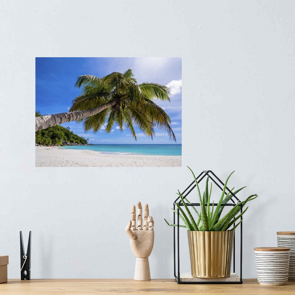 A bohemian room featuring A typical lonely palm tree on a large Seychelles beach.