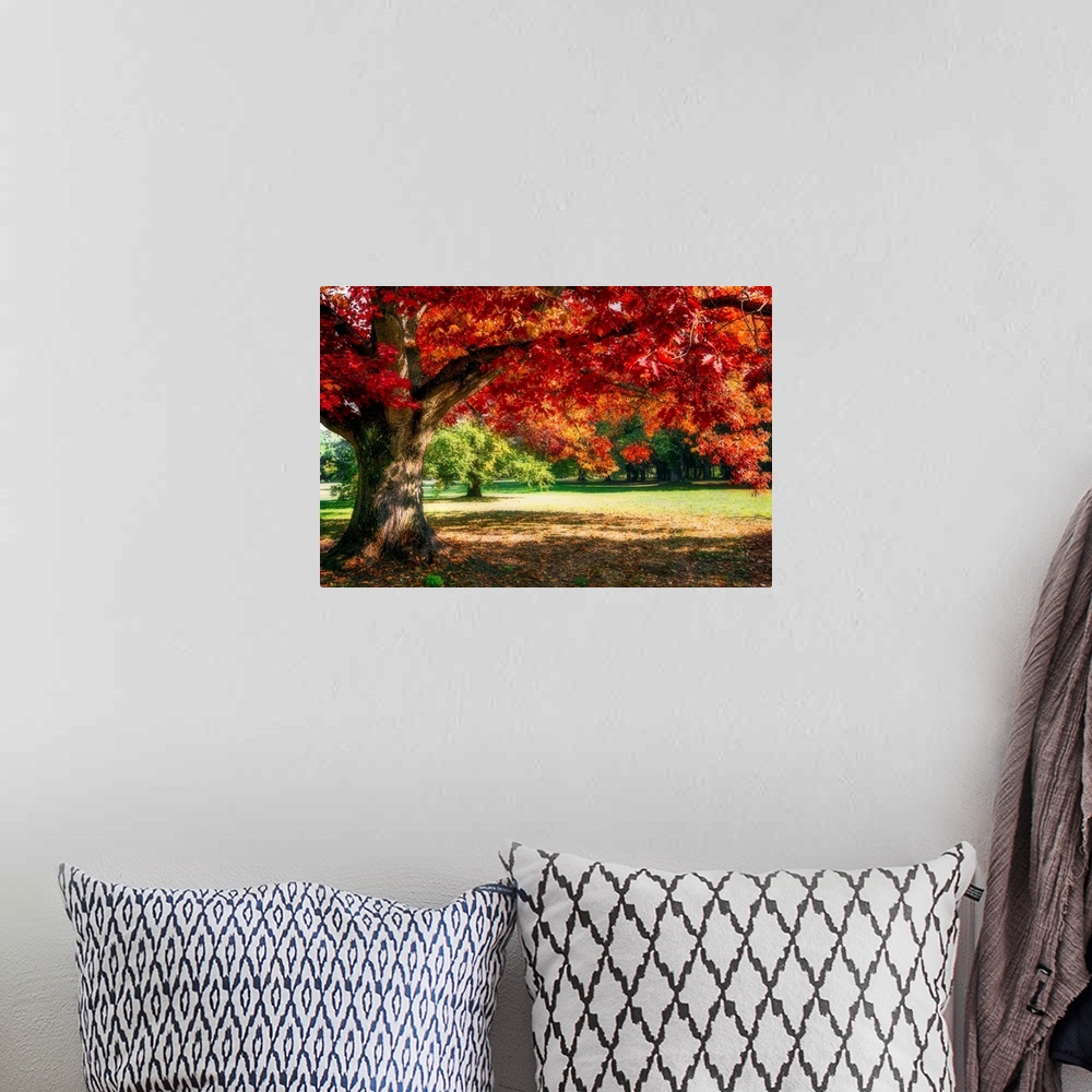 A bohemian room featuring A red oak tree in autumn