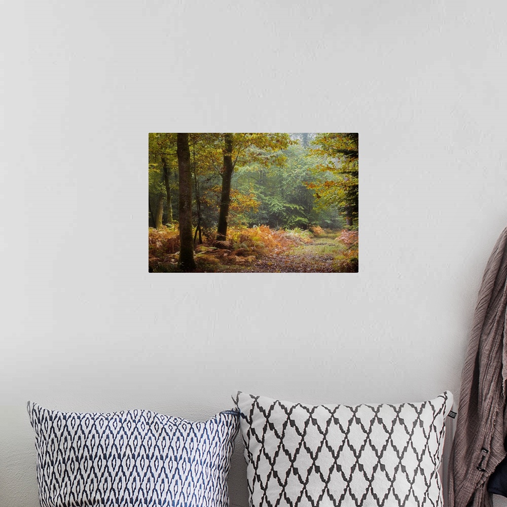A bohemian room featuring Fallen leaves covering the ground of a forest in the fall.