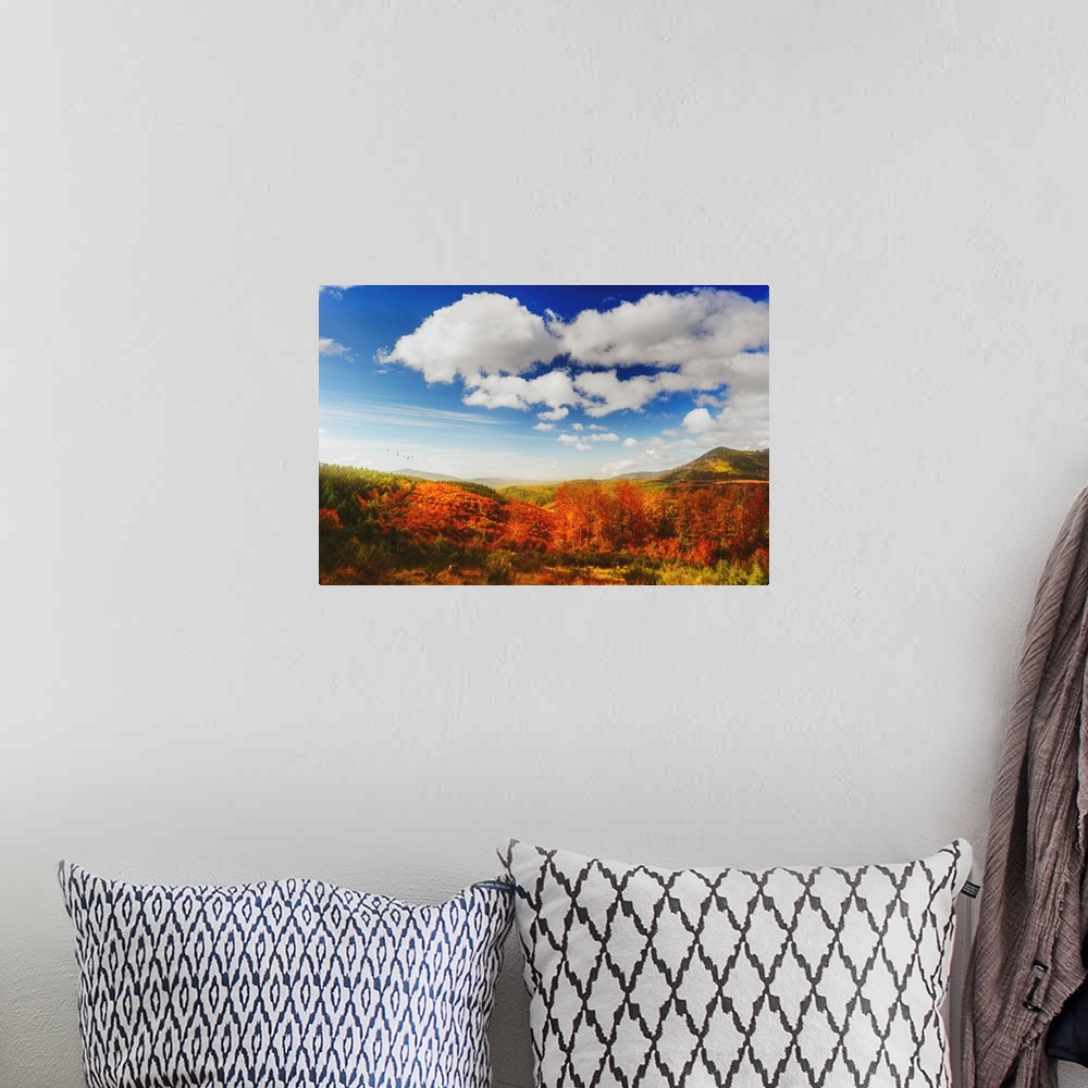 A bohemian room featuring Colorful trees in autumn with beautiful blue sky and clouds