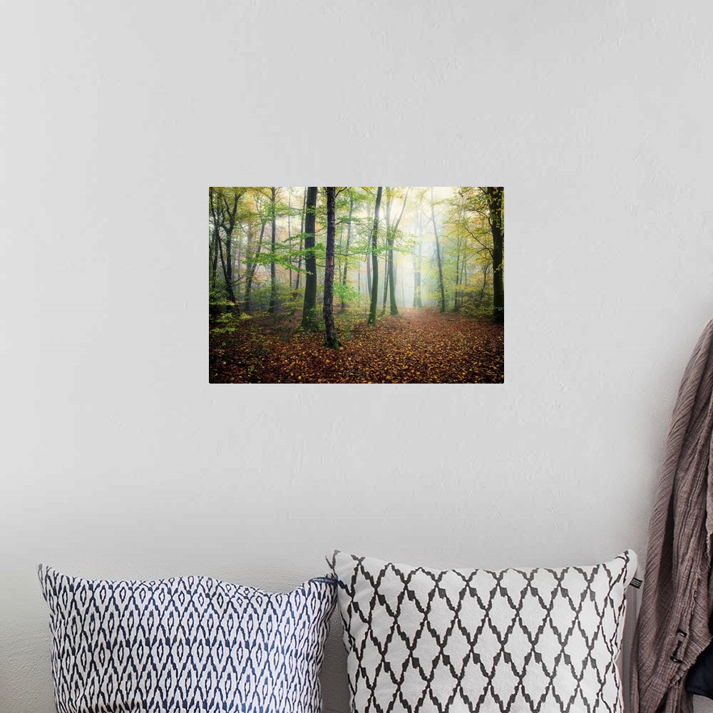 A bohemian room featuring Fine art photo of a misty forest with narrow trees in France.