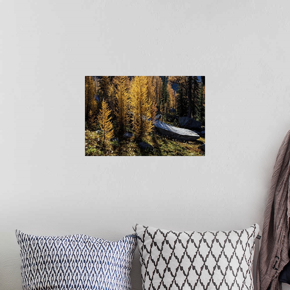 A bohemian room featuring Alpine larches glowing on a warm Fall afternoon in the mountains.
