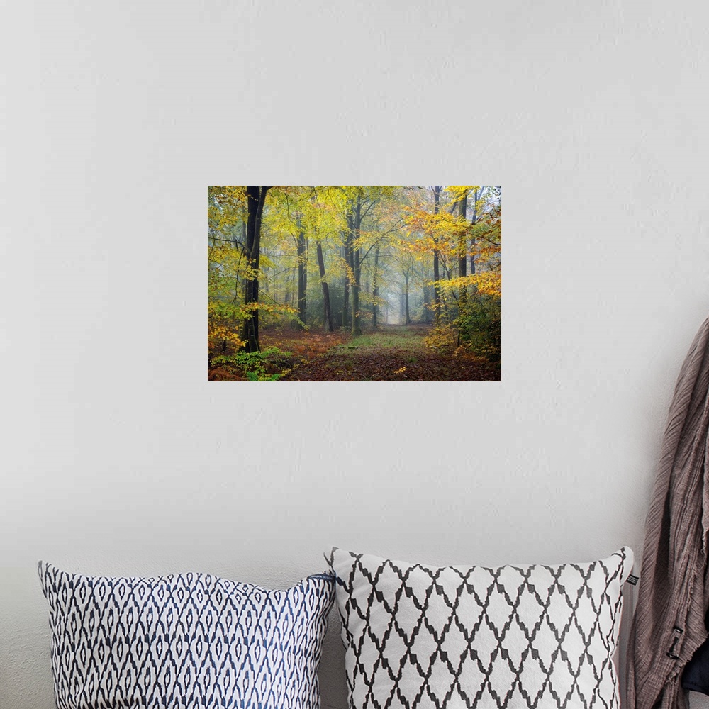 A bohemian room featuring Fine art photo of a misty forest in autumn colors in France.