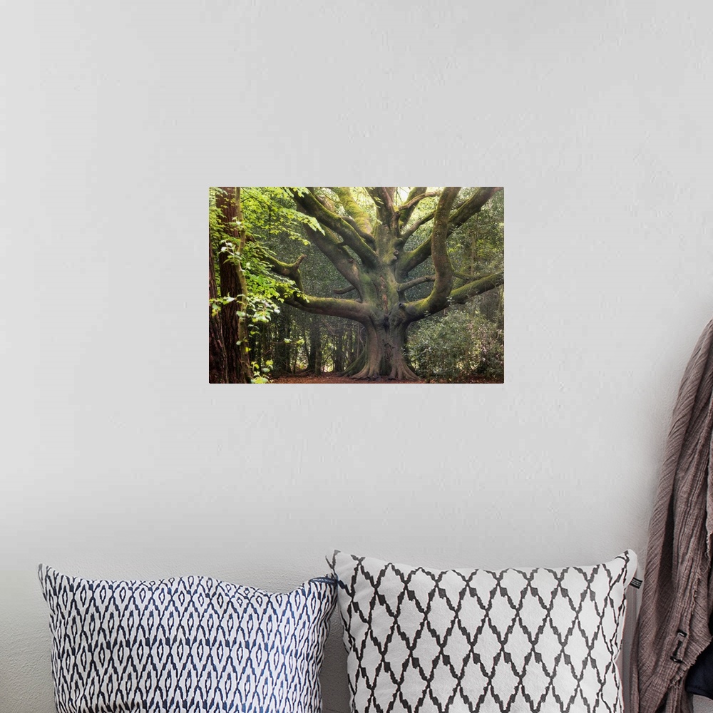 A bohemian room featuring Big beech tree in the legendary broceliande forest