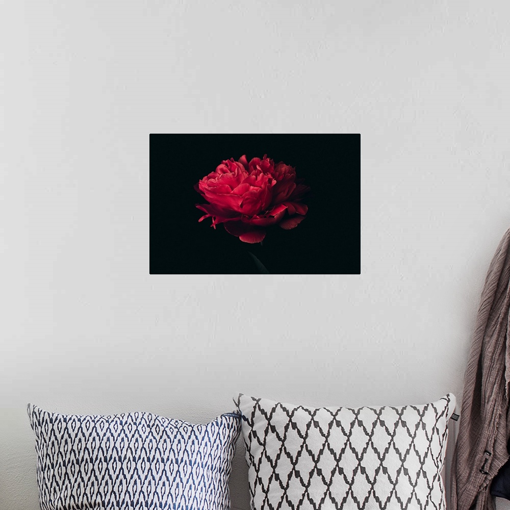 A bohemian room featuring Big head of red peony on a black background