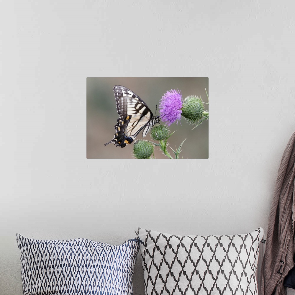 A bohemian room featuring Swallowtail Butterfly Close up View on a Bull Thistle.