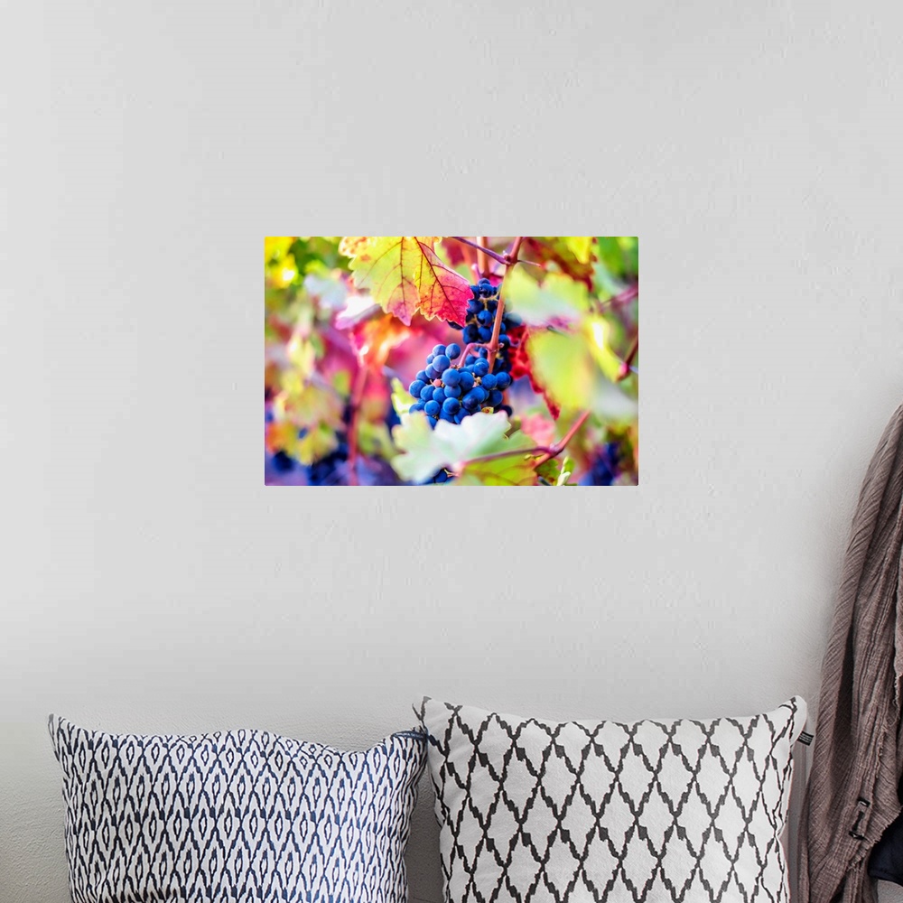 A bohemian room featuring A saturated and colorful photo of grapes on a grapevine.