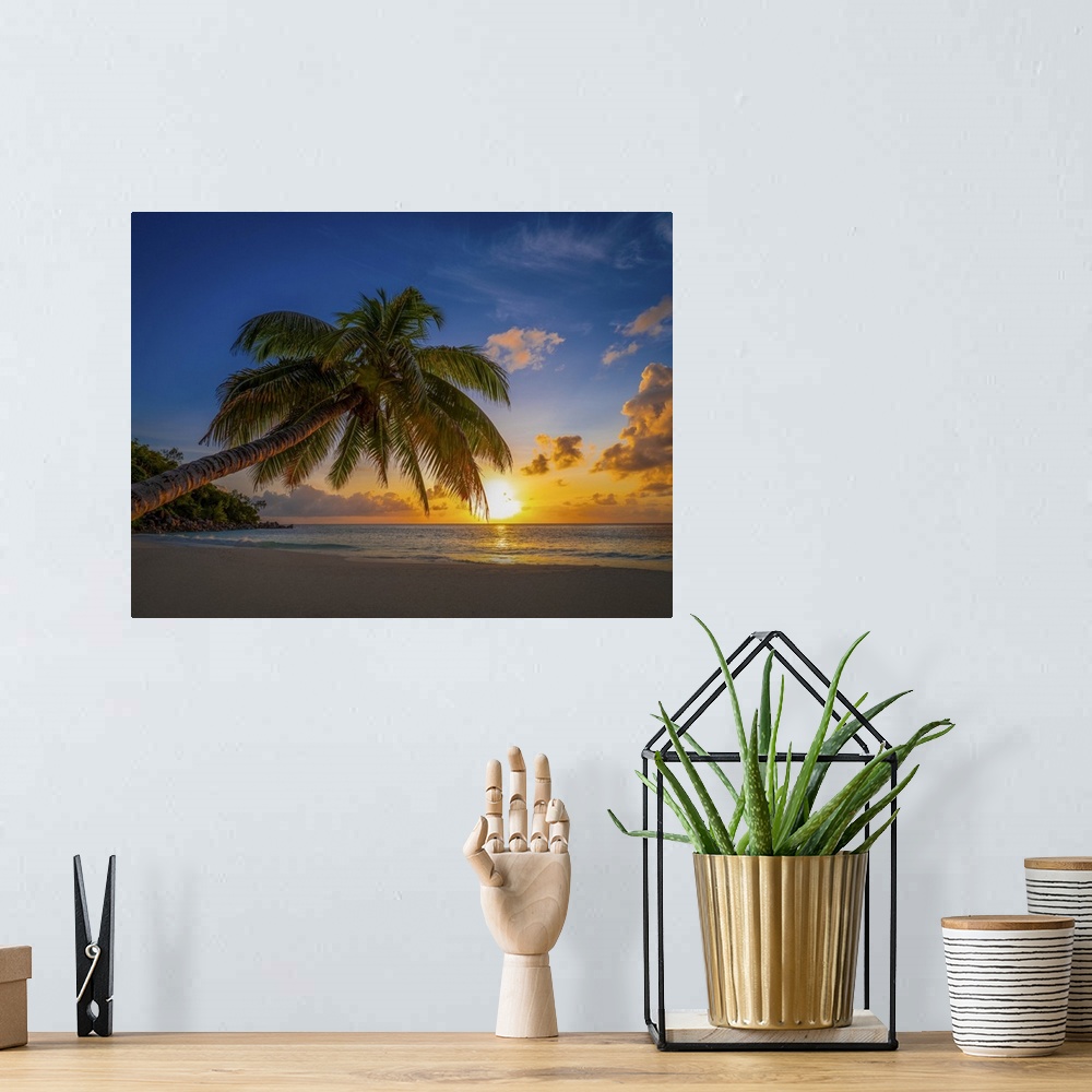 A bohemian room featuring A typical lonely palm tree on a large Seychelles beach.
