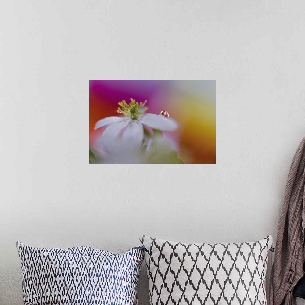 A bohemian room featuring Image of a drop of water on the petal of an anemone.