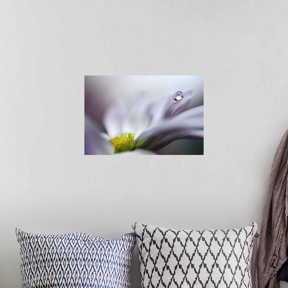A bohemian room featuring Close up image of a flower with a single drop of water balancing on a petal.
