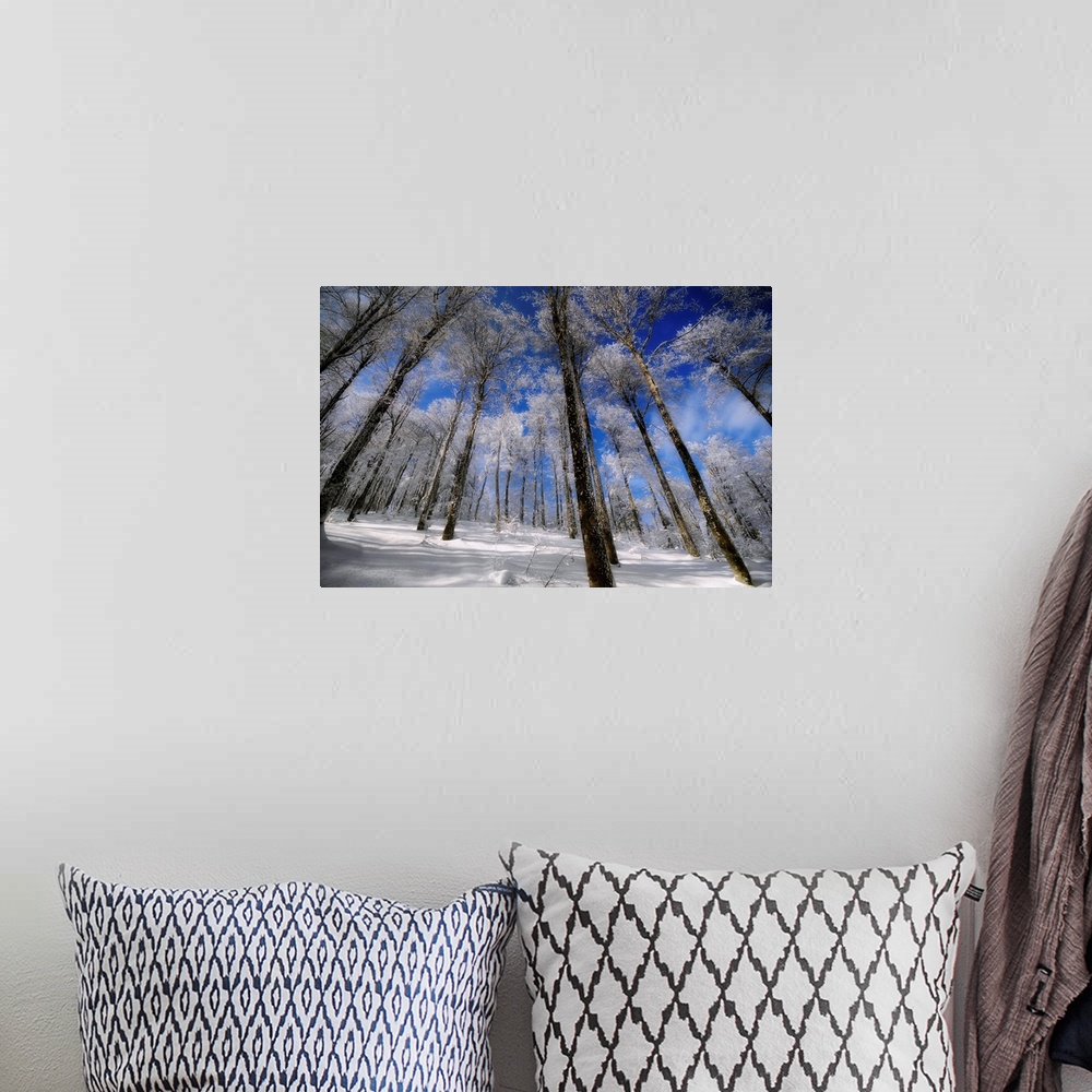 A bohemian room featuring A forest in winter with beautiful blue sky