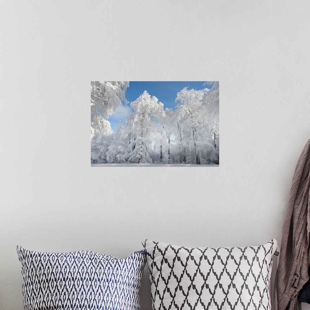 A bohemian room featuring Soft white snow covered trees in a forest.
