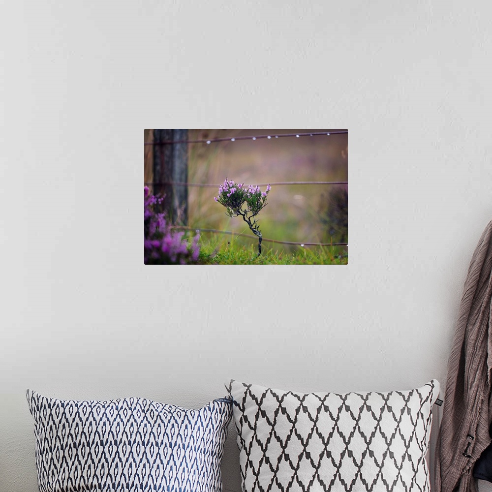 A bohemian room featuring Fine art photo of a small thistle plant growing near a wooden post.