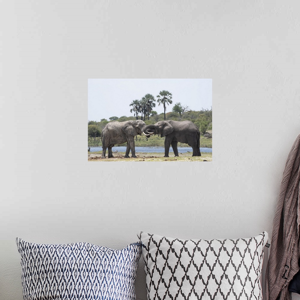 A bohemian room featuring Elephants Greet one another at the Boteti River.