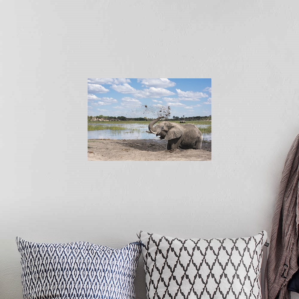 A bohemian room featuring Elephant joyfully throws mud in the air next to the Boteti River in Botswana.