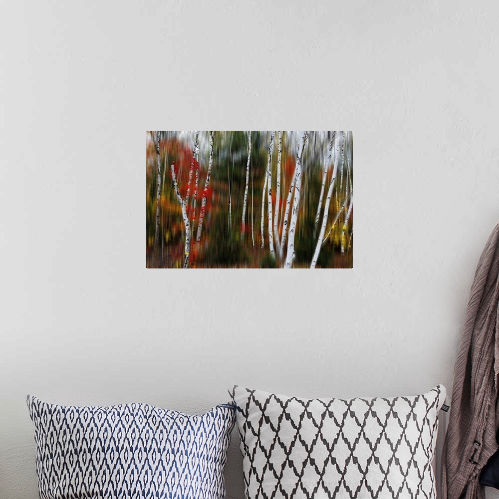 A bohemian room featuring Nature abstract with birch trees in blurry forest, Acadia national park, Maine.