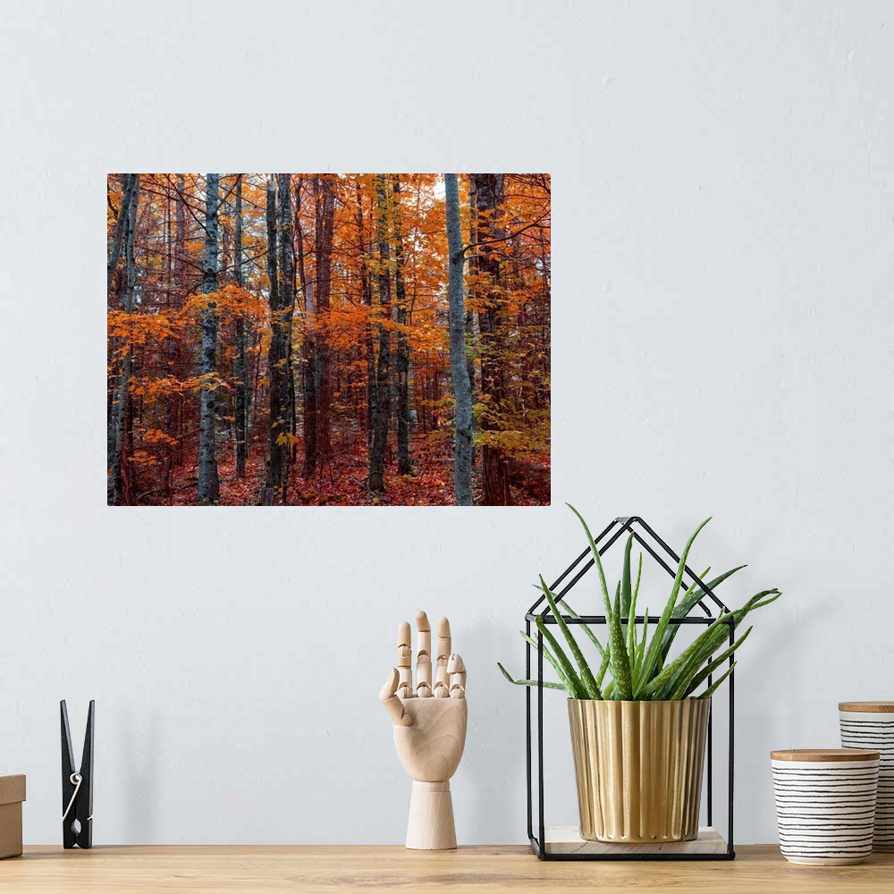 A bohemian room featuring Autumn colors of the New England forest . For the photo I used a zoom at the focal length of 35mm...