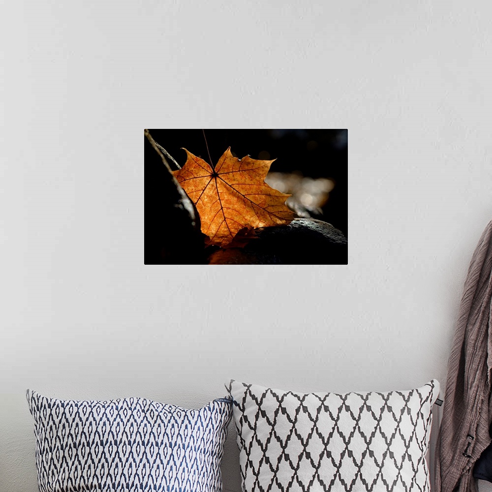 A bohemian room featuring Photograph of a Fall leaf lit from behind, standing out against the dark stone it is resting on.