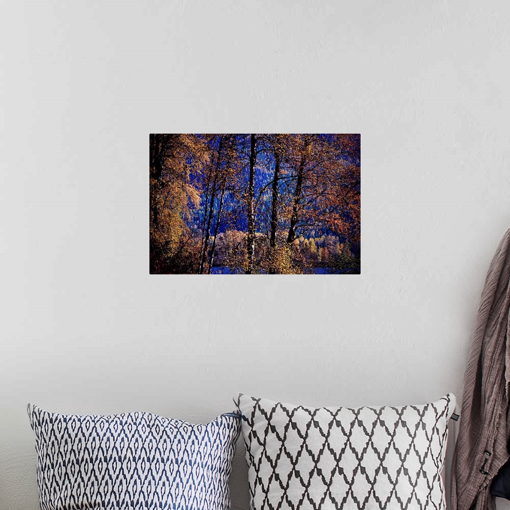 A bohemian room featuring Single image of a line of trees by Summit Lake in British Columbia, Canada, overlooking the lake,...