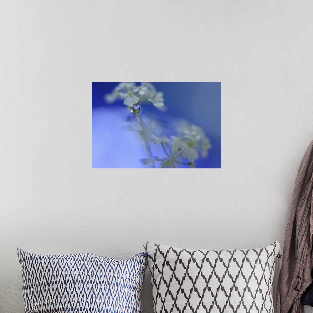 A bohemian room featuring A macro photograph of white flower against a blue background.