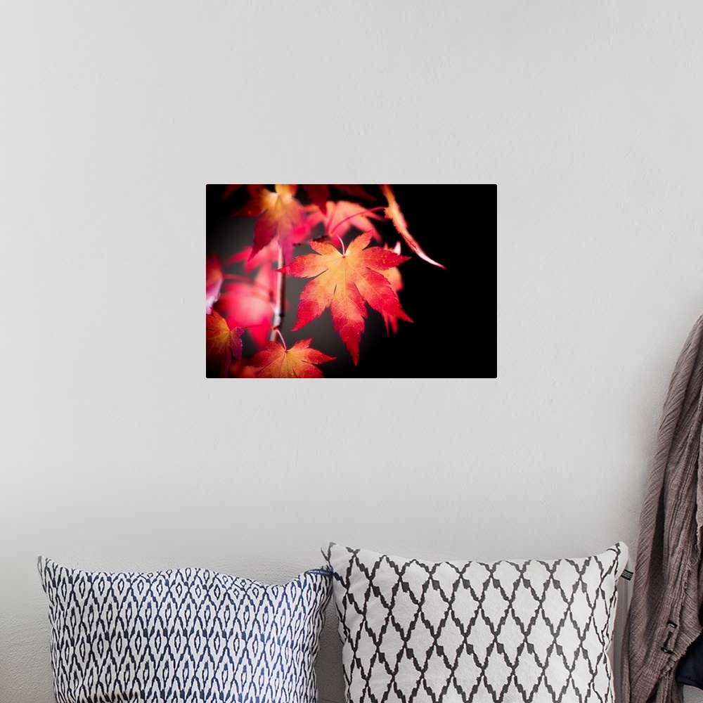 A bohemian room featuring Red maple leaf on dark background