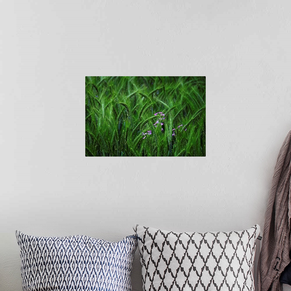 A bohemian room featuring Green grass moving in the wind