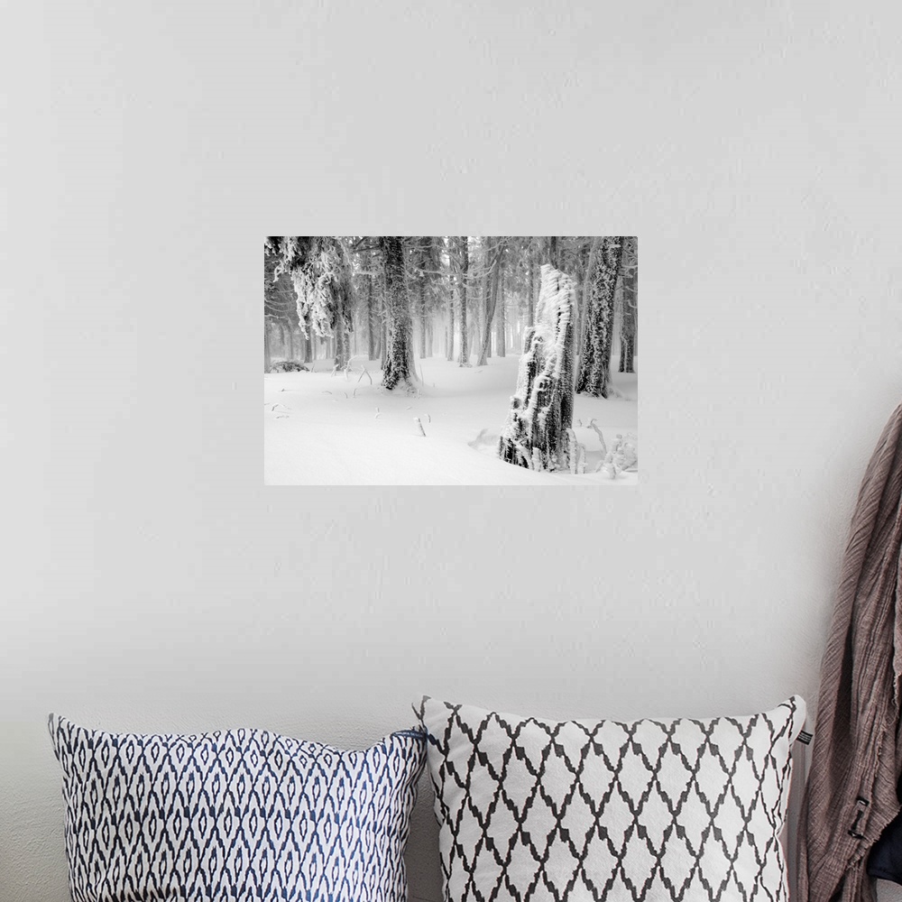 A bohemian room featuring Fine art photo of a forest in winter under a fresh snowfall.