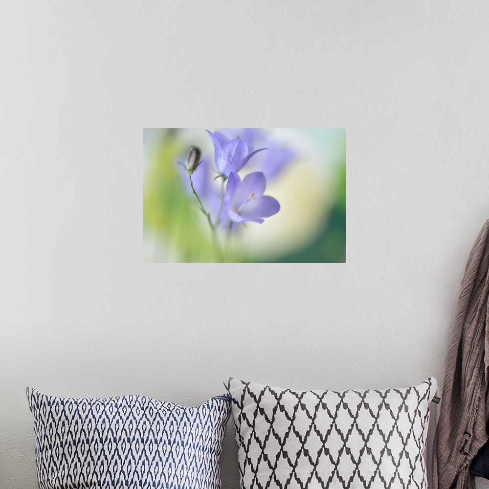 A bohemian room featuring Soft focus macro image of two small purple flowers.