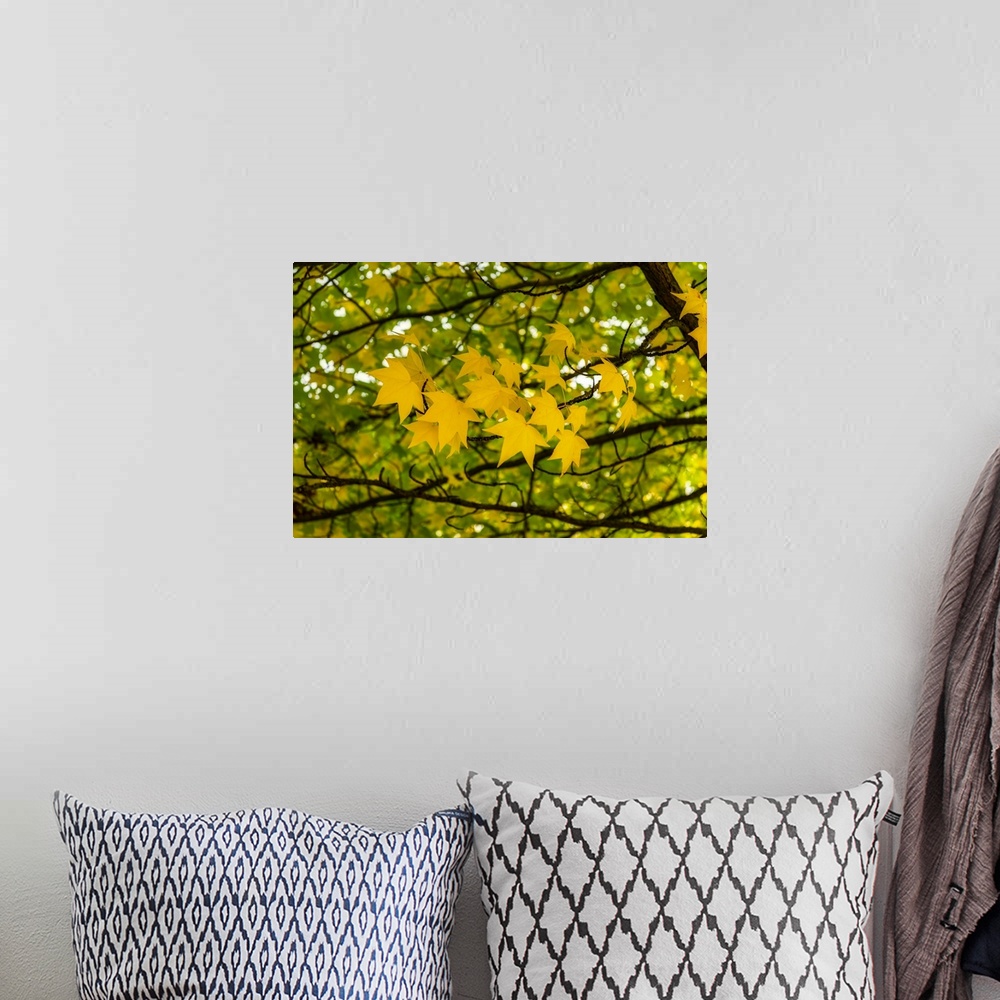 A bohemian room featuring Yellow leaves in the autumn wind