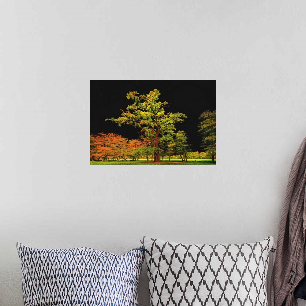 A bohemian room featuring Autumn trees in a field standing out brightly in font of a black sky.