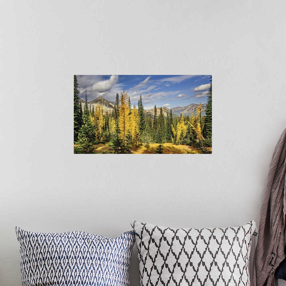 A bohemian room featuring Alpine larches and sub-alpine fir in fall in the mountains.
