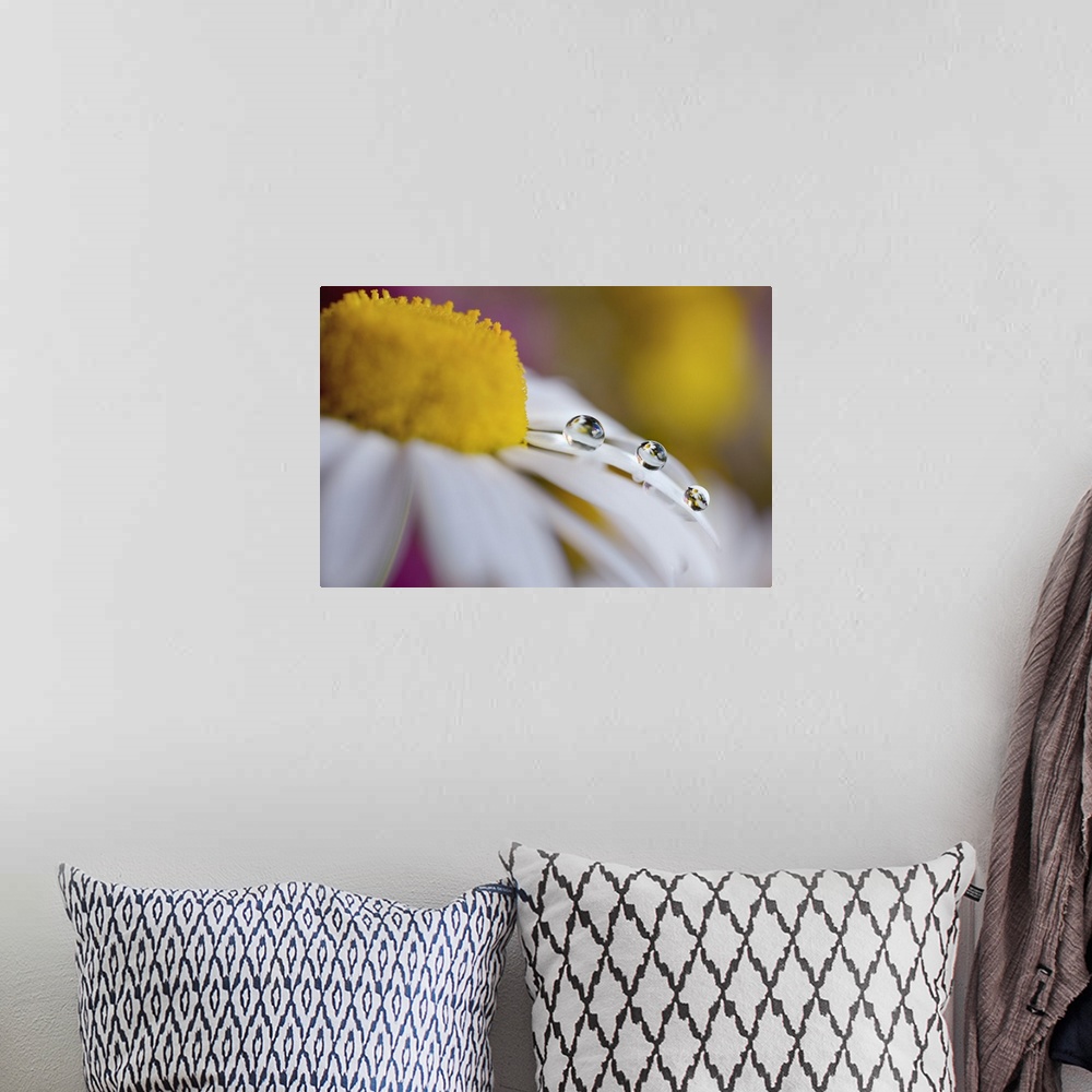 A bohemian room featuring Water droplets hanging on the edge of a white daisy petal.